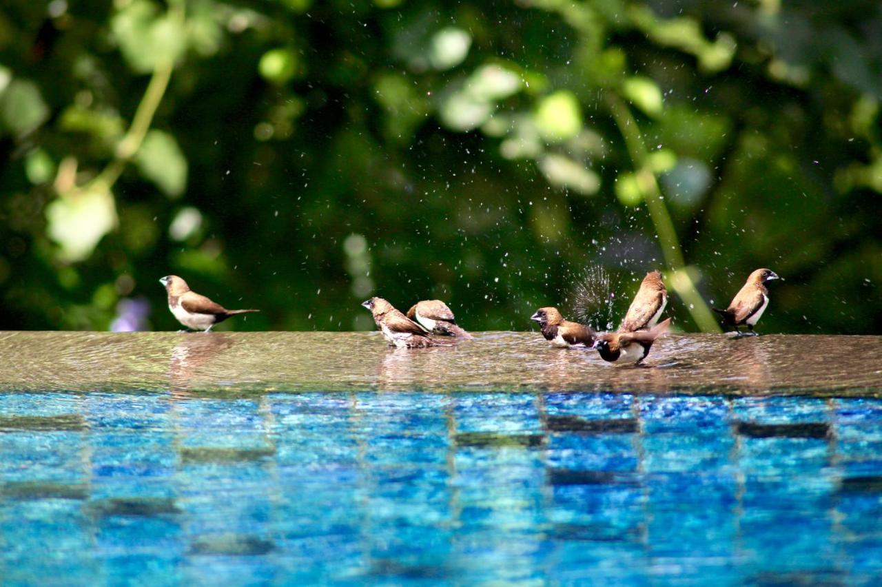 The Manipura Luxury Estate And Spa Up To 18 Person, Fully Serviced Ubud Zewnętrze zdjęcie